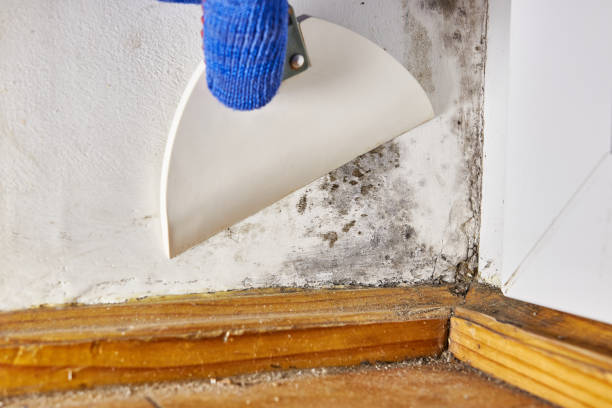 Best Industrial Mold Remediation  in Geneseo, IL